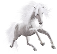 a white horse 